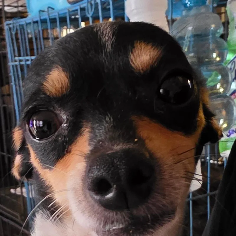 Munkie thumbnail 2