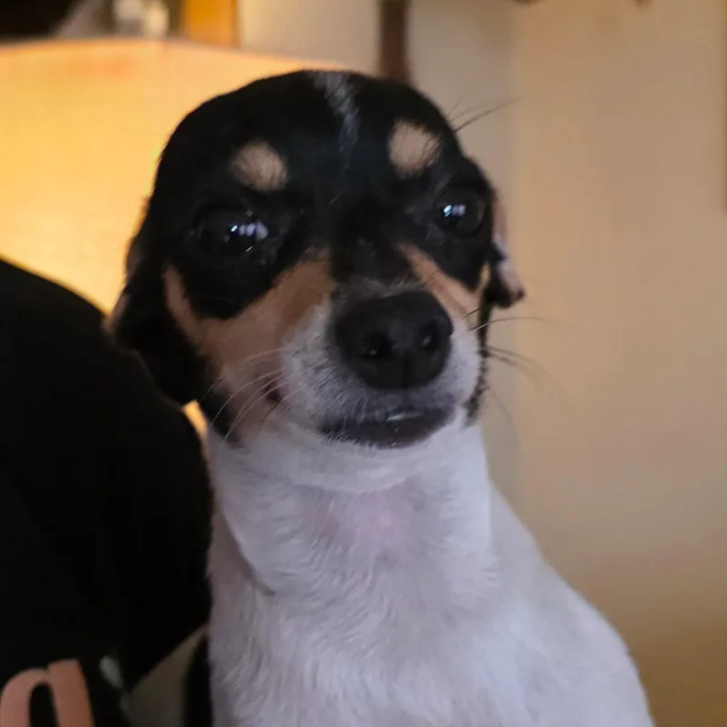 Munkie thumbnail 3