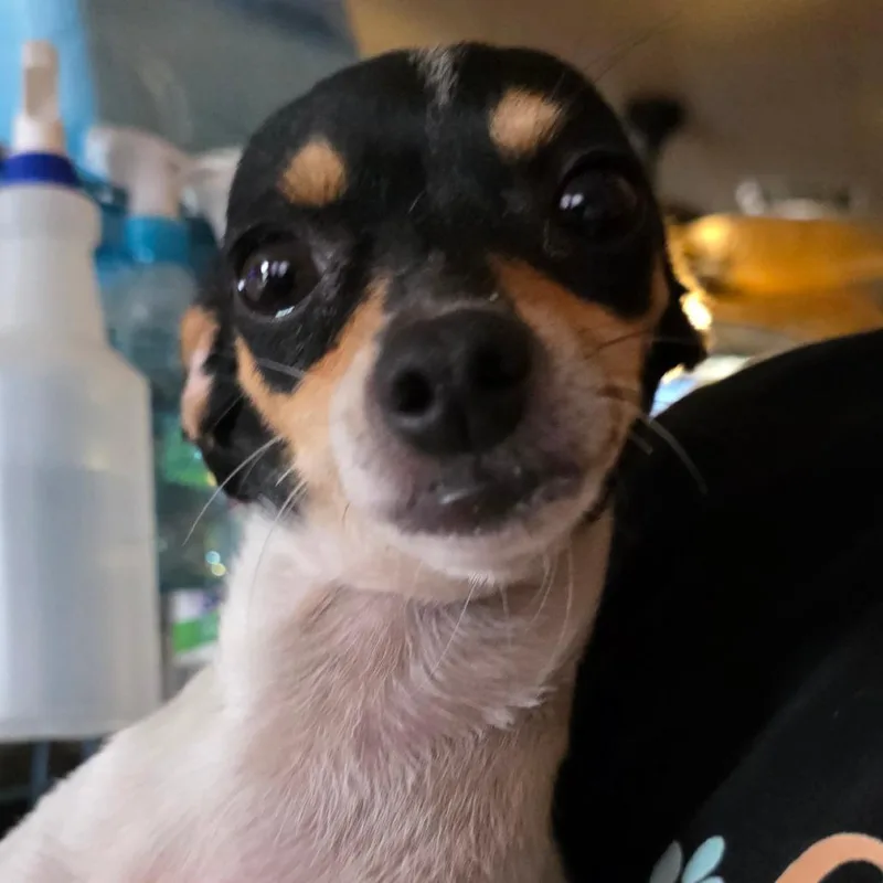 Munkie thumbnail 5