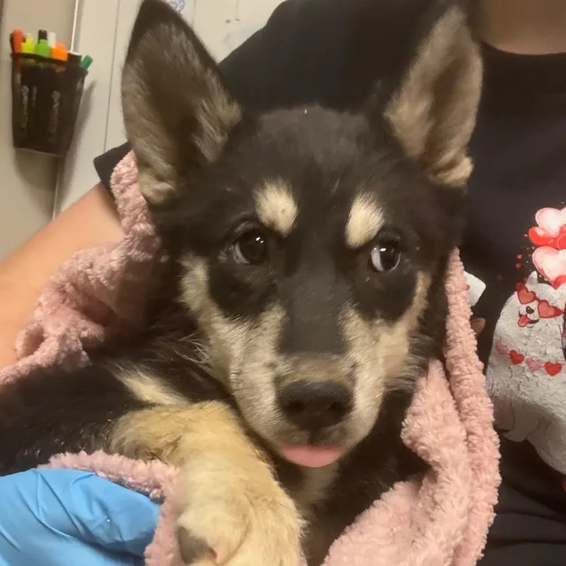 A baby small-sized female Gray / Blue / Silver Husky dog named Phobe for adoption in Yuma, AZ
