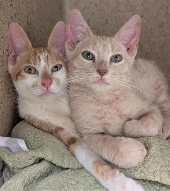 A baby small-sized male Domestic Short Hair cat named Tango for adoption in Sacramento, CA