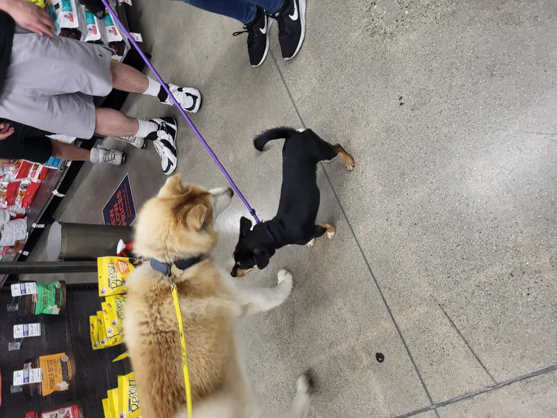 Flynn Finn Husky!! thumbnail 2