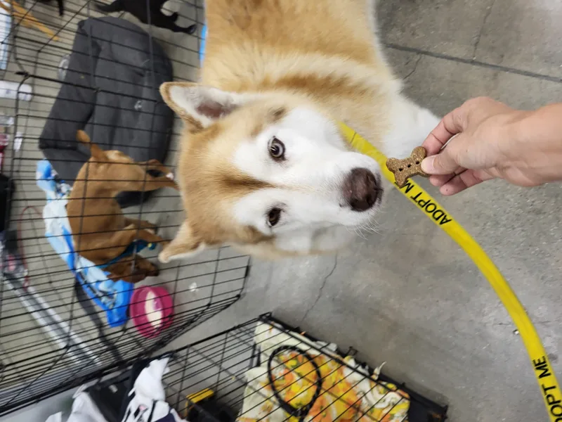 Flynn Finn Husky!! thumbnail 3