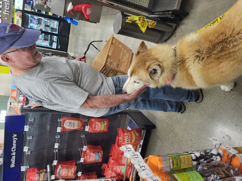 Flynn Finn Husky!! thumbnail 4