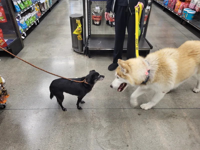 Flynn Finn Husky!! thumbnail 5