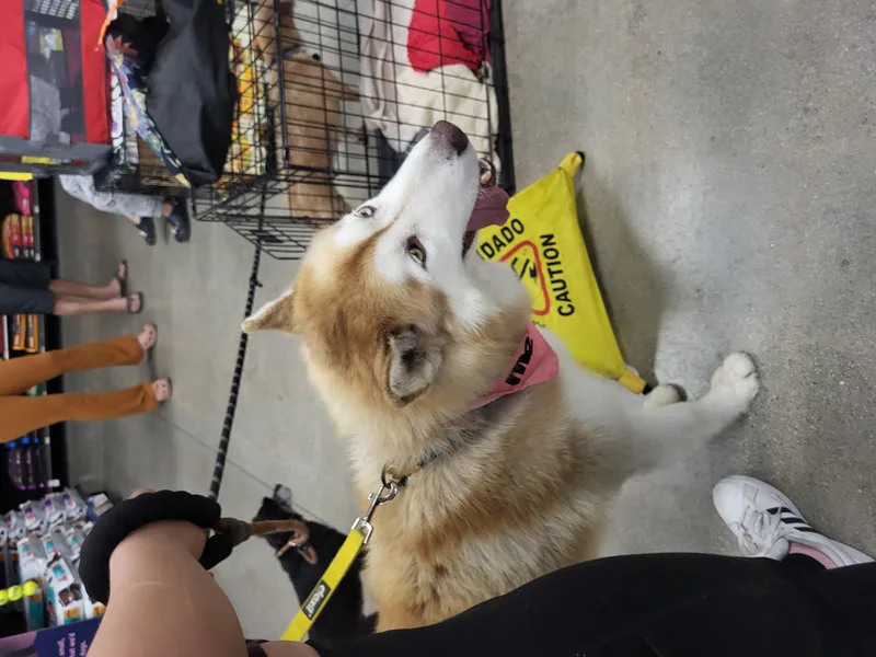 Flynn Finn Husky!! thumbnail 6