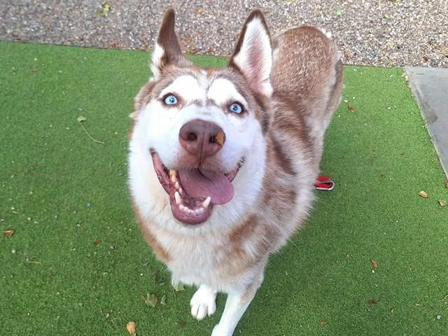 An adult large-sized male Husky dog named Root Beer for adoption in Phoenix, AZ