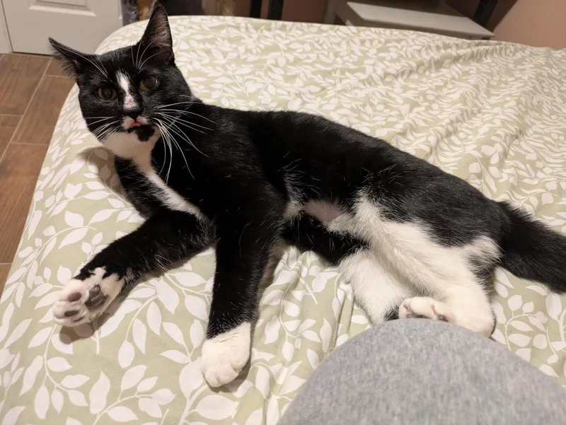 A young medium-sized male Black & White / Tuxedo Domestic Short Hair cat named Gazpacho for adoption in Stewartsville, NJ