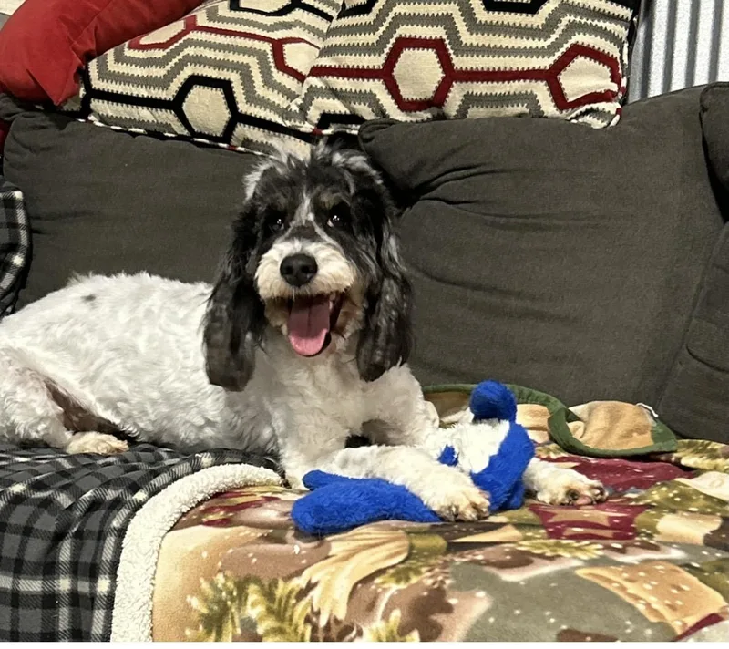 An adult medium-sized female Tricolor (Brown, Black, & White) Goldendoodle dog named Mini Doodle Paloosa for adoption in Antwerp, OH