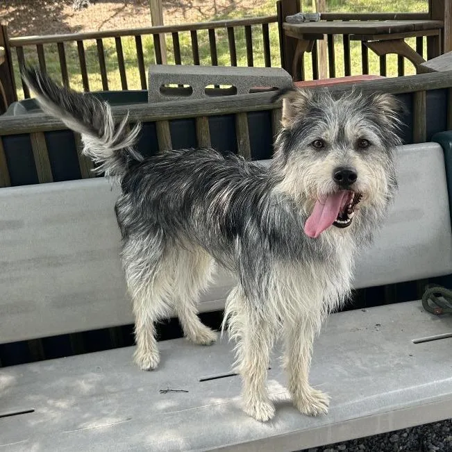 An adult medium-sized male Gray / Blue / Silver Terrier dog named Scruffy D for adoption in Lebanon, TN
