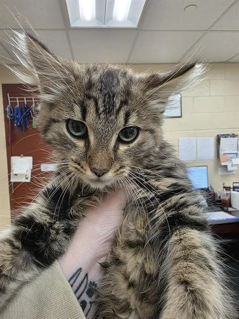 A baby small-sized male Domestic Long Hair cat named Bob for adoption in Aliquippa, PA