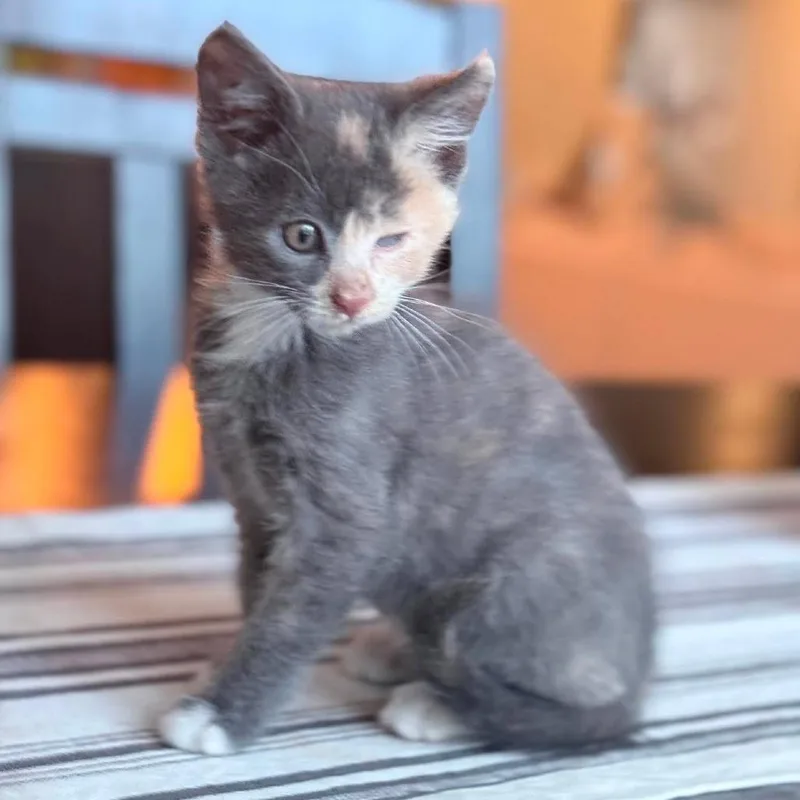 A baby small-sized female Calico Domestic Short Hair cat named Gaia for adoption in Nampa, ID