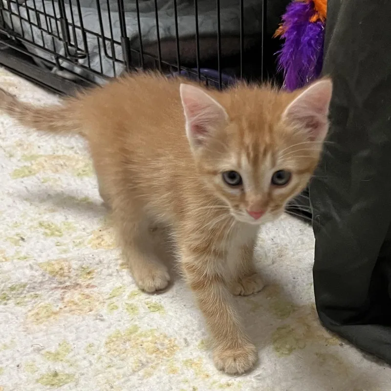 A baby medium-sized male Domestic Short Hair cat named Pontoon for adoption in Columbia, IL