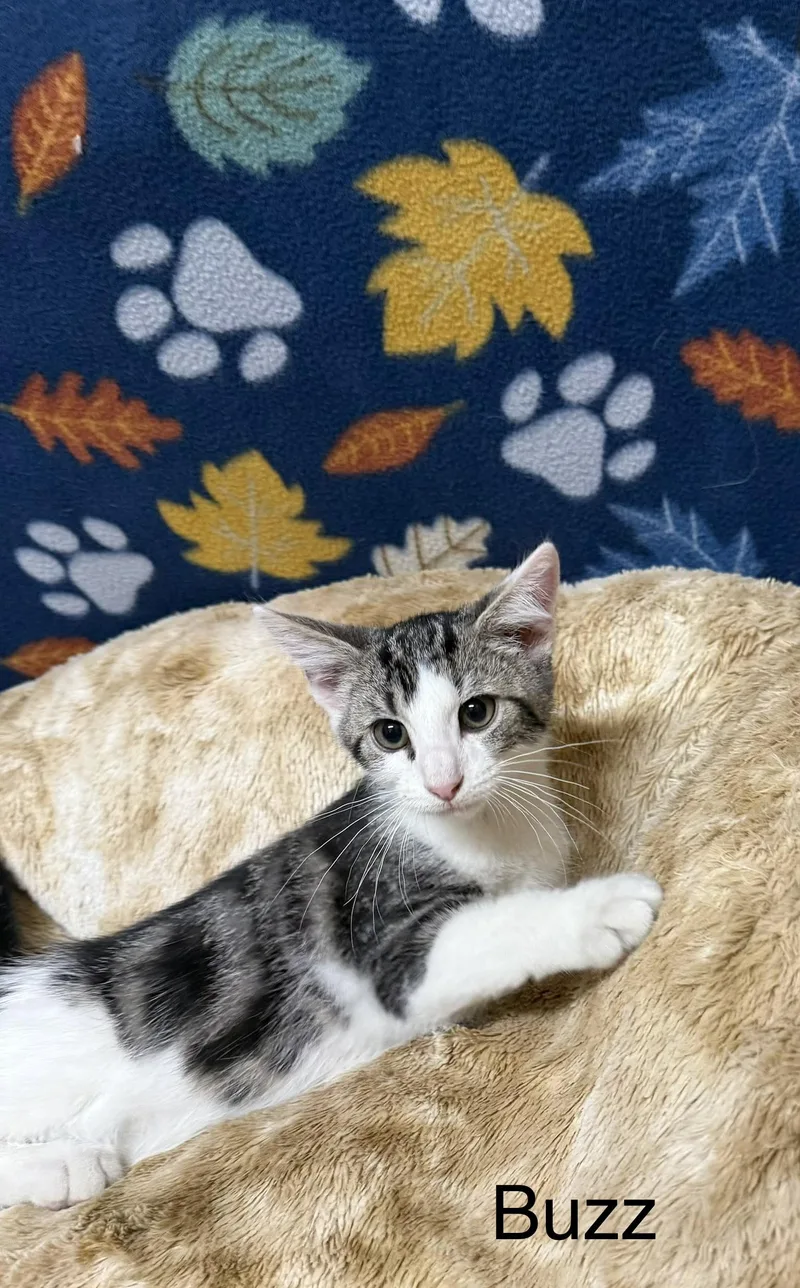 A baby medium-sized male Tabby (Gray / Blue / Silver) Domestic Short Hair cat named Buzz for adoption in Logan, OH