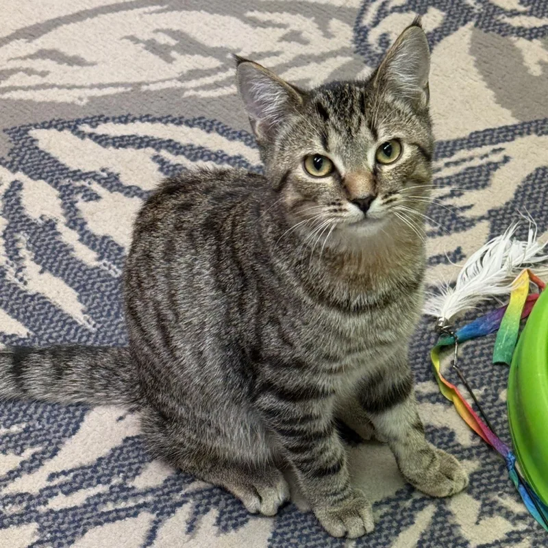 A baby small-sized male Tabby (Brown / Chocolate) Domestic Short Hair cat named Tac for adoption in Hartville, OH