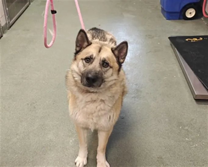 An adult large-sized male Mixed Breed dog named Kenzo for adoption in Santa Fe, NM