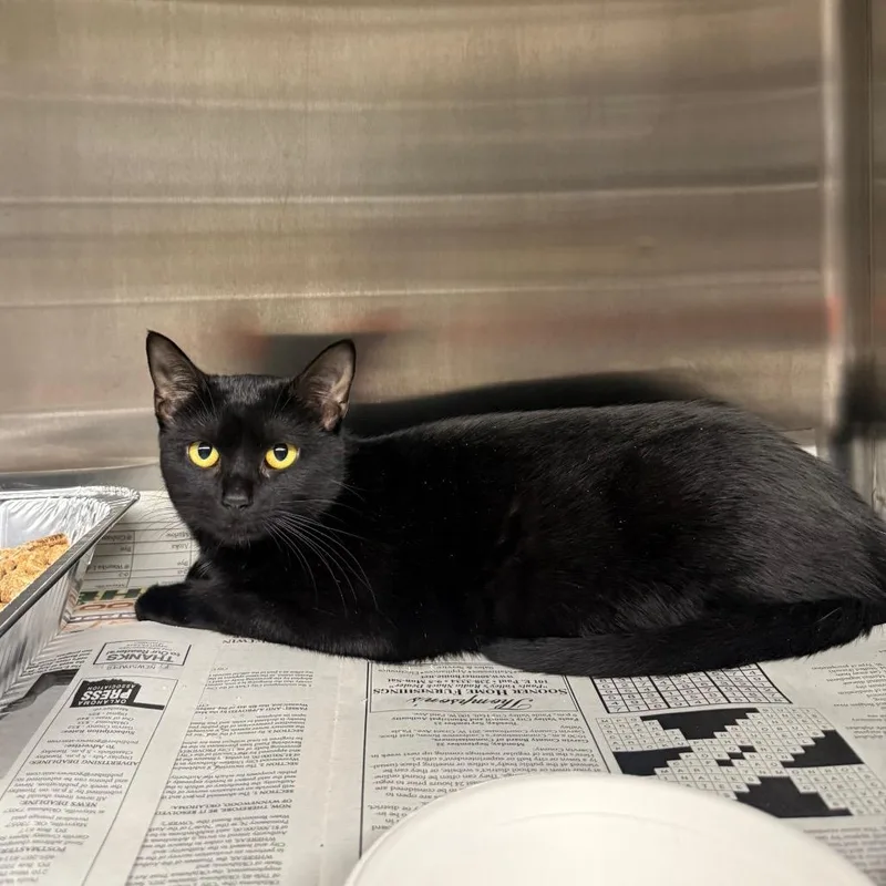 A young medium-sized female Black Domestic Short Hair cat named Cheeto for adoption in Pauls Valley, OK