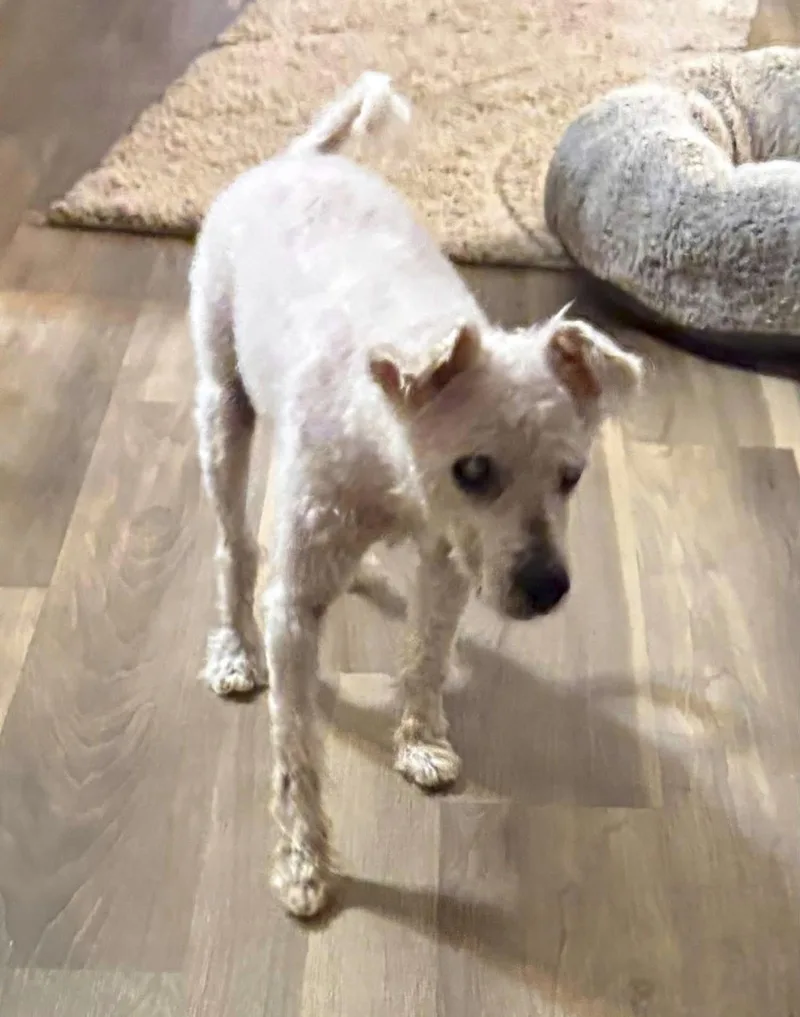 A young medium-sized male Poodle dog named Atticus for adoption in Bloomington, IL