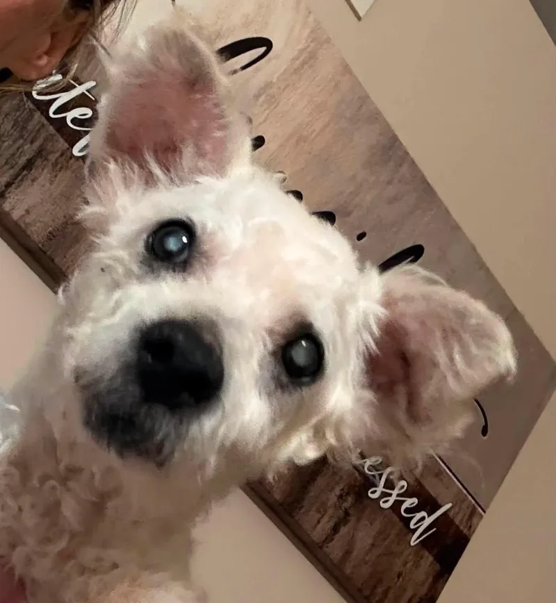 Atticus thumbnail 2