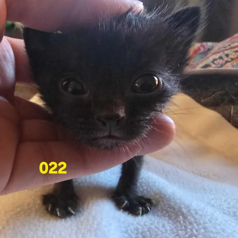 A baby small-sized female Black Domestic Short Hair cat named Izabella for adoption in Spokane, WA