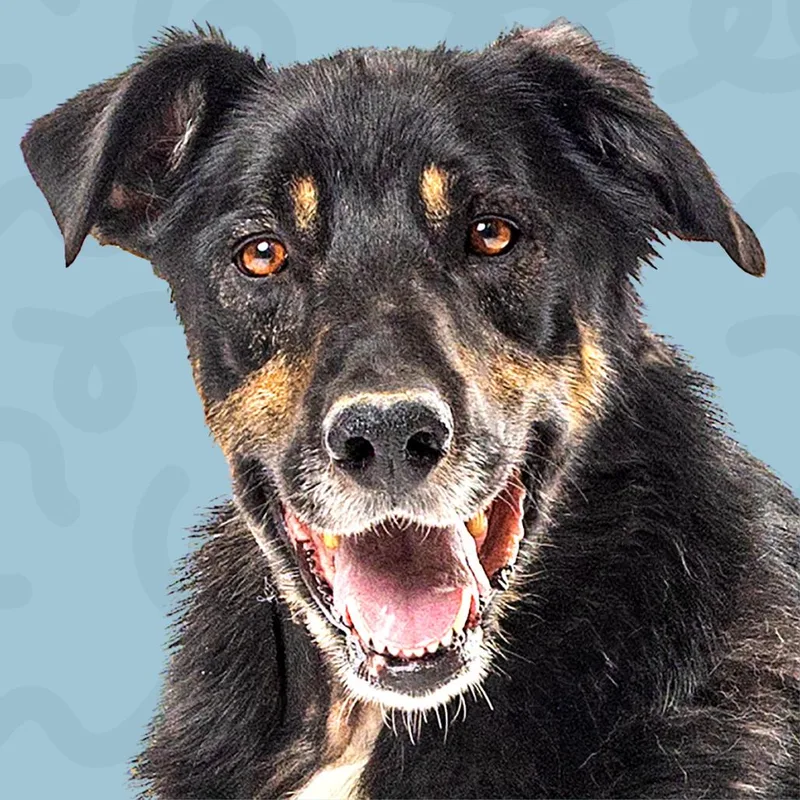An adult large-sized male Black Shepherd dog named Chief for adoption in Reno, NV