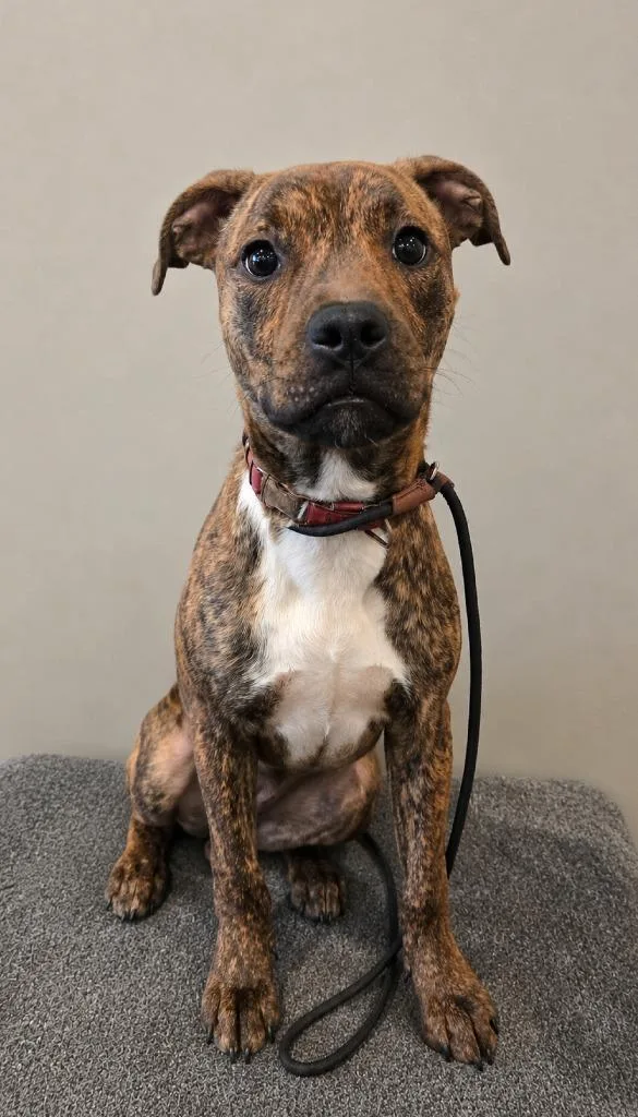 A baby large-sized female Pit Bull Terrier dog named Novella Yrly for adoption in Sidney, OH