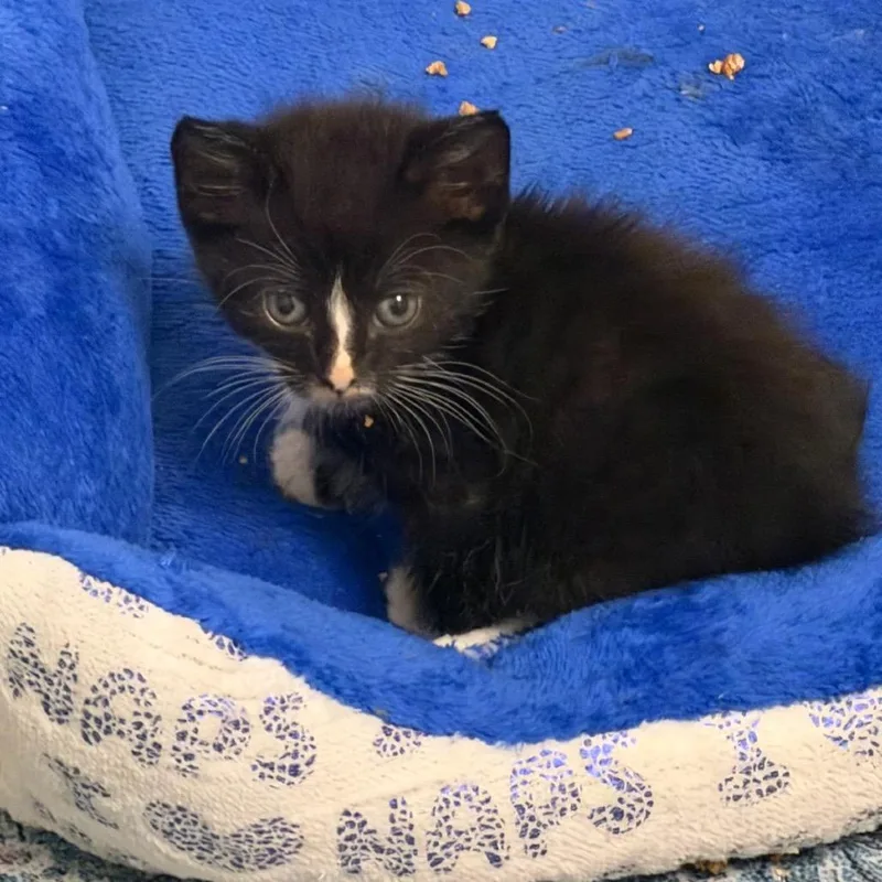 A baby small-sized male Black Domestic Short Hair cat named The Odyssey for adoption in Fredericksburg, VA