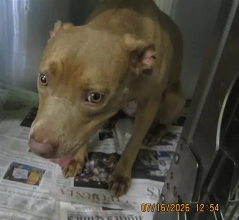 An adult large-sized female Pit Bull Terrier dog named A for adoption in Los Angeles, CA