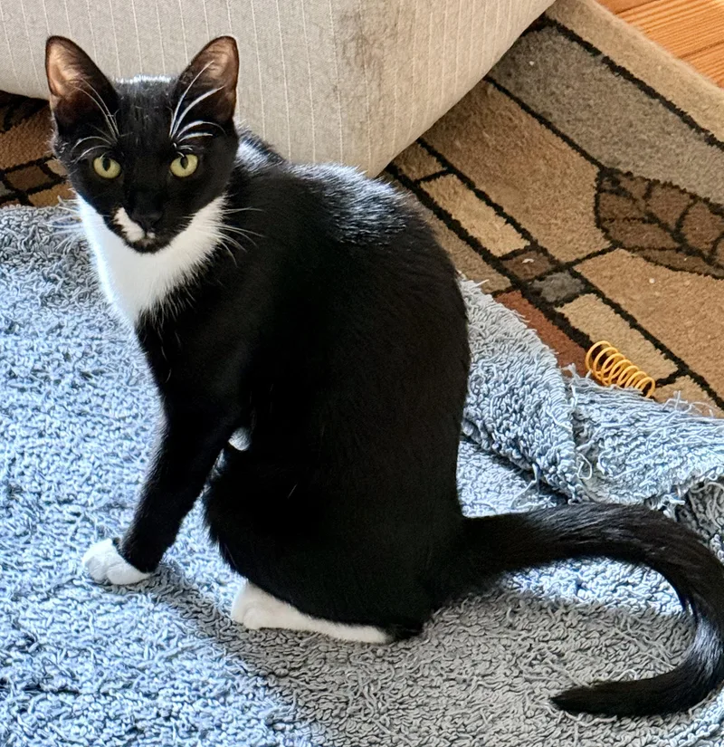 An adult medium-sized female Black & White / Tuxedo Domestic Short Hair cat named Shadow for adoption in Lansdowne, PA