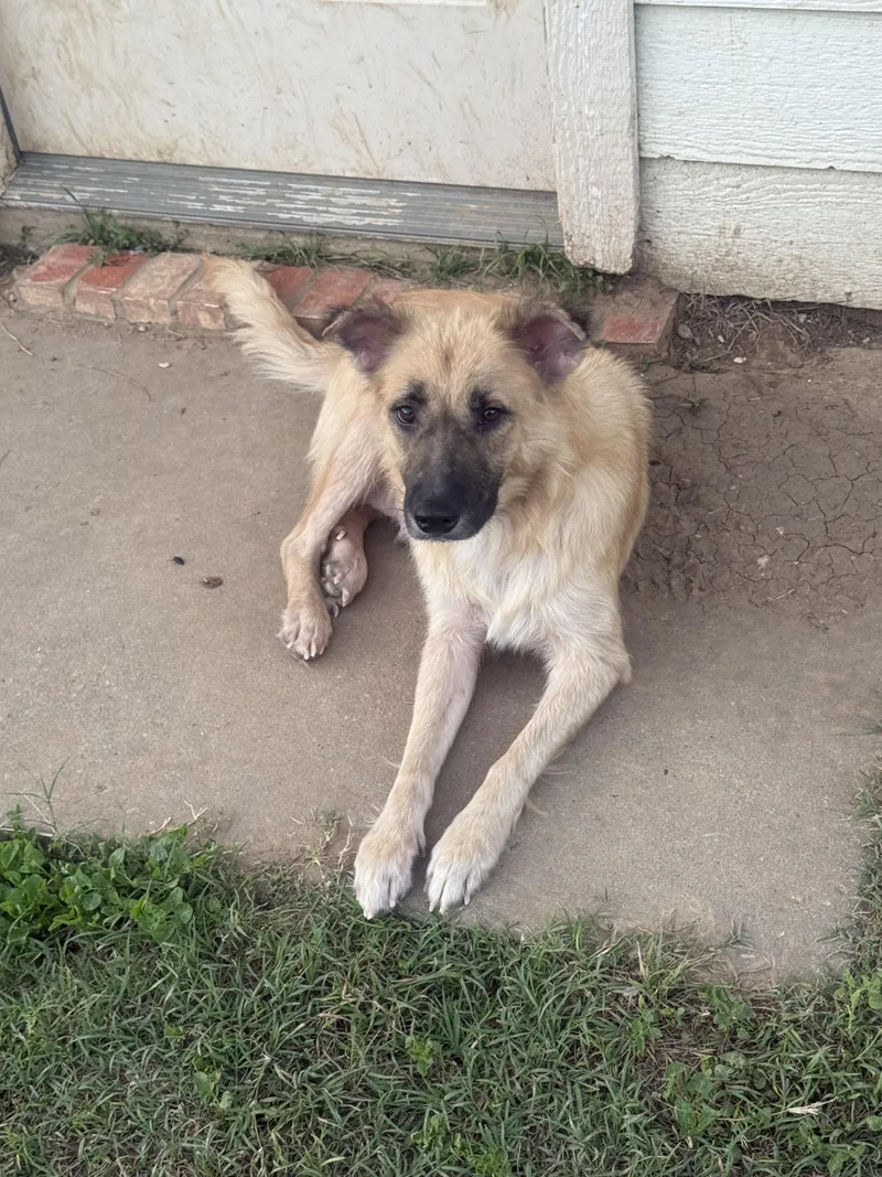 A baby medium-sized female Belgian Shepherd / Malinois dog named Cricket for adoption in Plano, TX