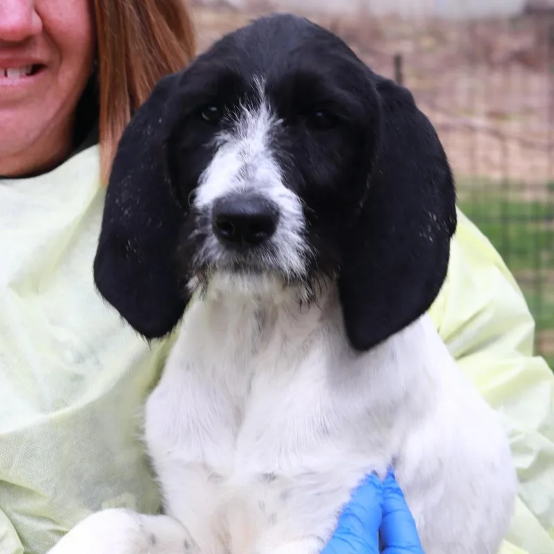 A baby small-sized female Black Coonhound dog named Ct Dizzy for adoption in Stormville, NY