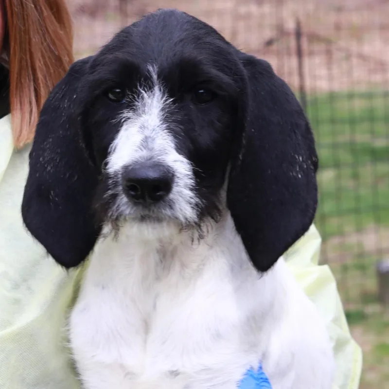 Ct Dizzy thumbnail 3