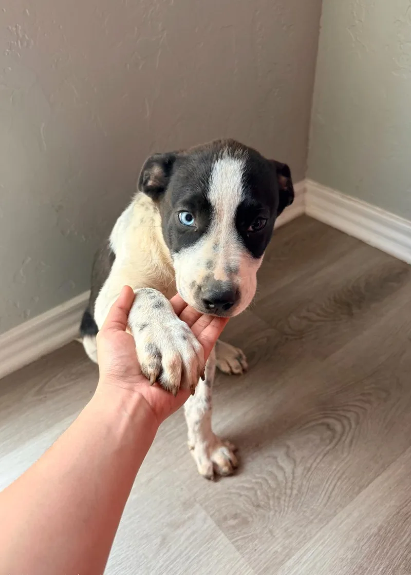 A baby medium-sized male Australian Cattle Dog / Blue Heeler dog named Bluey for adoption in Plano, TX