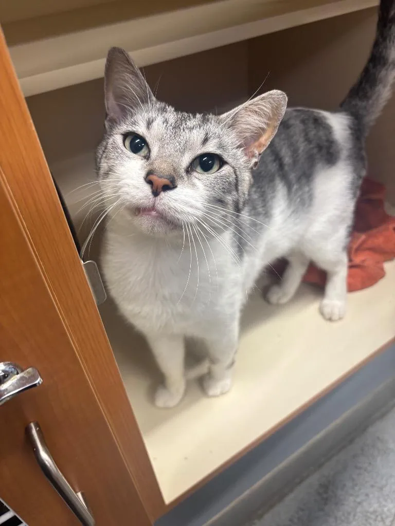 An adult medium-sized male Domestic Short Hair cat named Broseph for adoption in Bloomington, IN