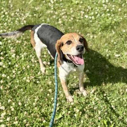 An adult medium-sized male Tricolor (Brown, Black, & White) Mixed Breed dog named Charlie for adoption in Dubuque, IA