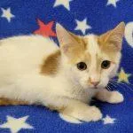 A baby medium-sized male Orange & White Domestic Short Hair cat named Boomer for adoption in Green Valley, AZ