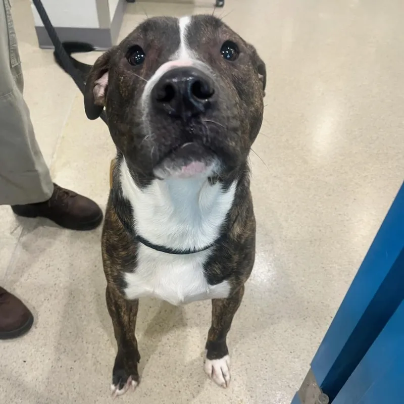 A young medium-sized male Brindle Pit Bull Terrier dog named Rufus for adoption in Manassas, VA