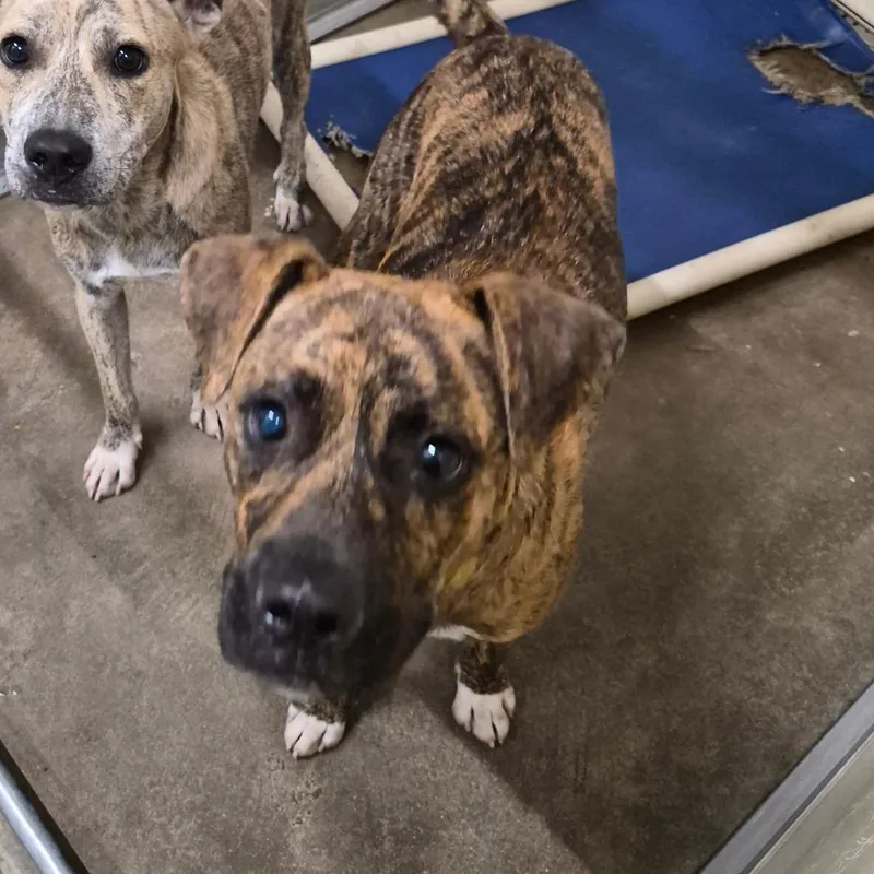 A young medium-sized male Brown / Chocolate Terrier dog named Turtle Tuck for adoption in Cleveland, MS
