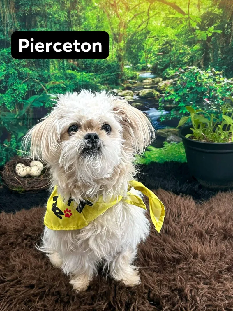 A young small-sized male Yellow / Tan / Blond / Fawn Pekingese dog named Pierceton for adoption in Sevierville, TN