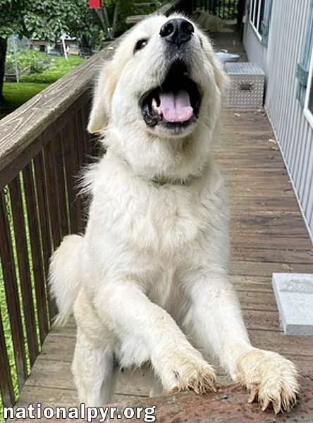An adult large-sized female White / Cream Great Pyrenees dog named Merida in GA  for adoption in Beacon, NY