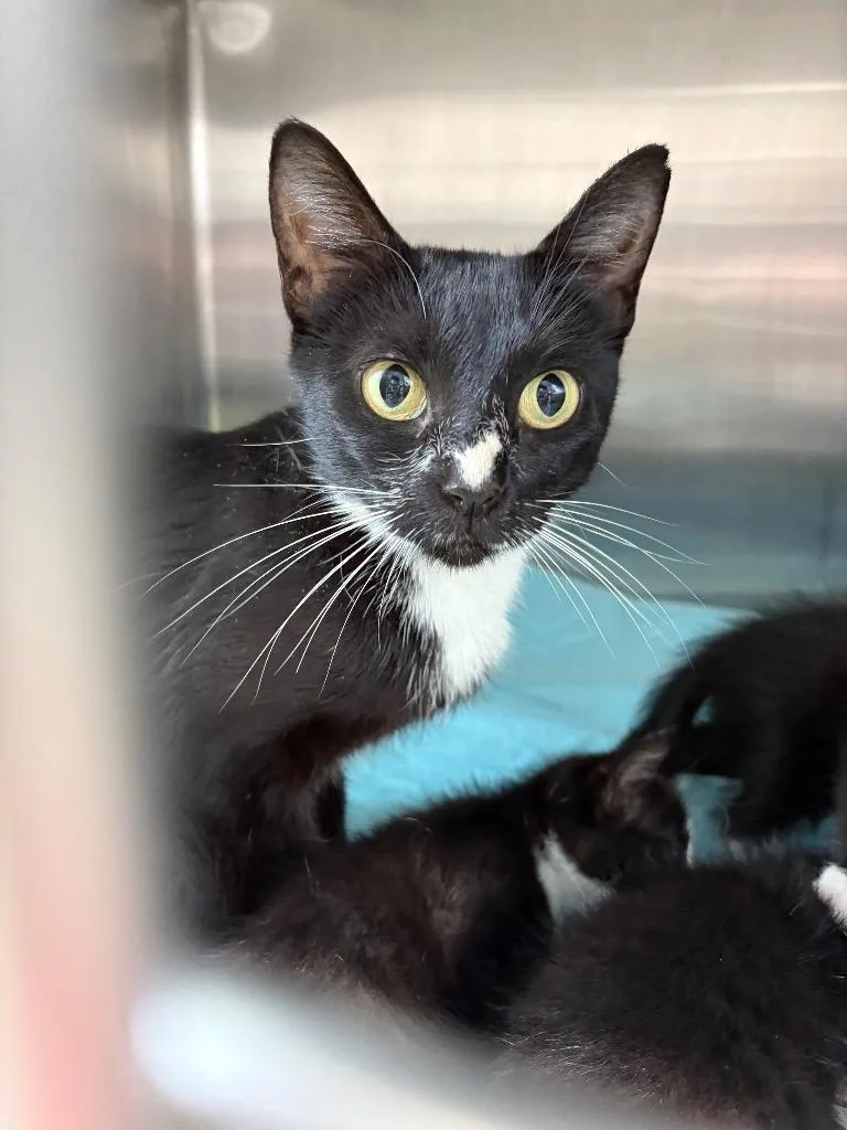 A young medium-sized female Domestic Short Hair cat named Needmore  Mom for adoption in Morgantown, KY