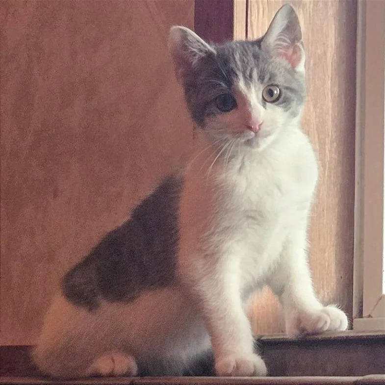 A baby small-sized female Gray / Blue / Silver Domestic Short Hair cat named Skookum for adoption in Traverse City, MI