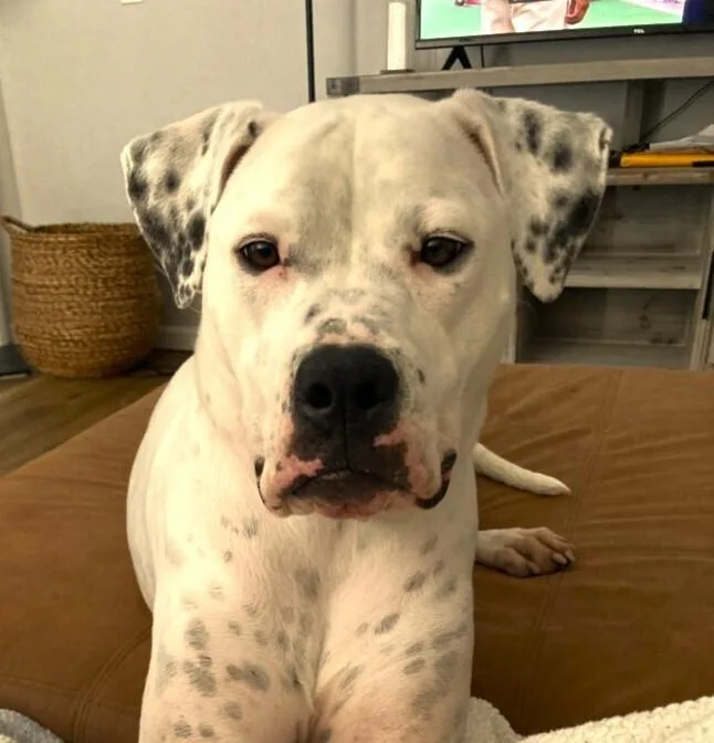 An adult large-sized female Tricolor (Brown, Black, & White) American Bulldog dog named Binka for adoption in Wake Forest, NC