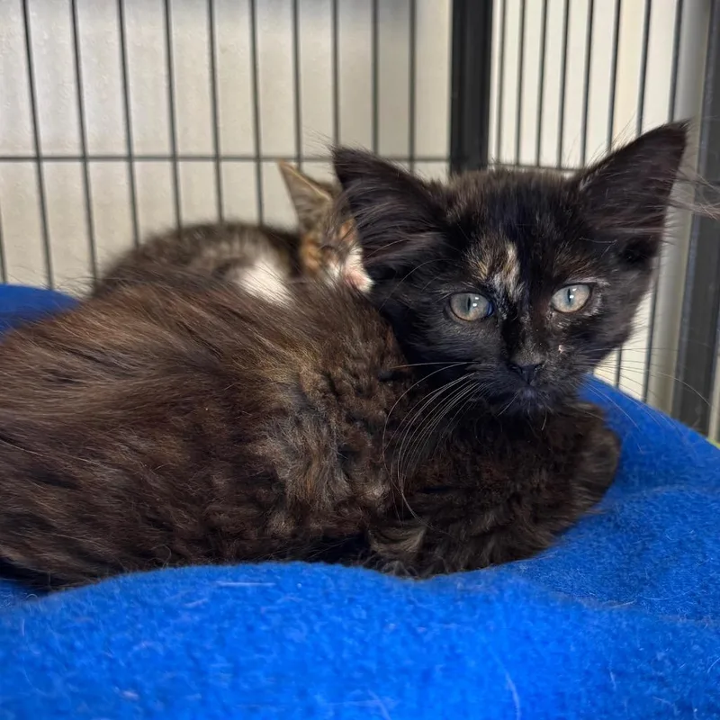 A baby medium-sized female Domestic Short Hair cat named Addie for adoption in Saginaw, MI