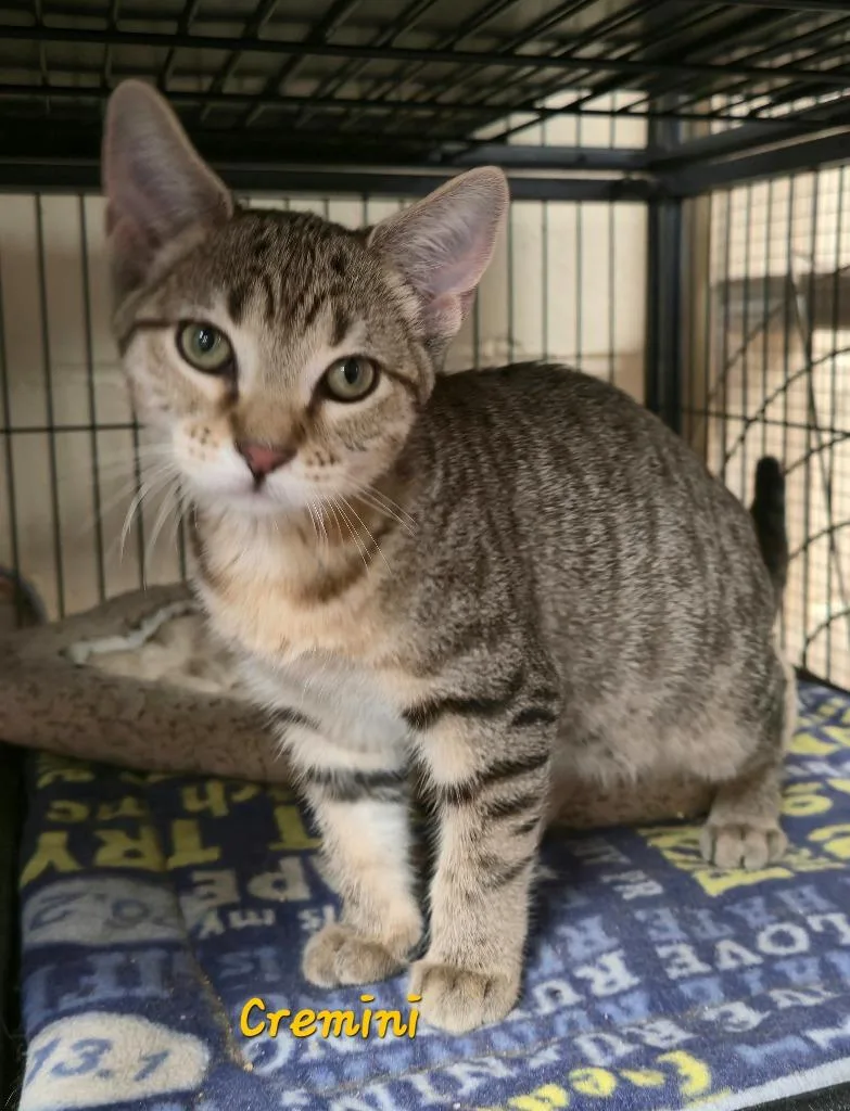 A baby medium-sized female Domestic Short Hair cat named Cremini for adoption in Cedar Rapids, IA