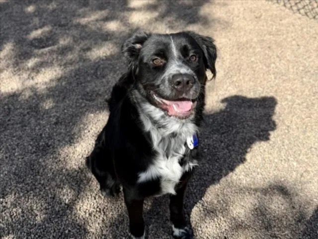 Loki
