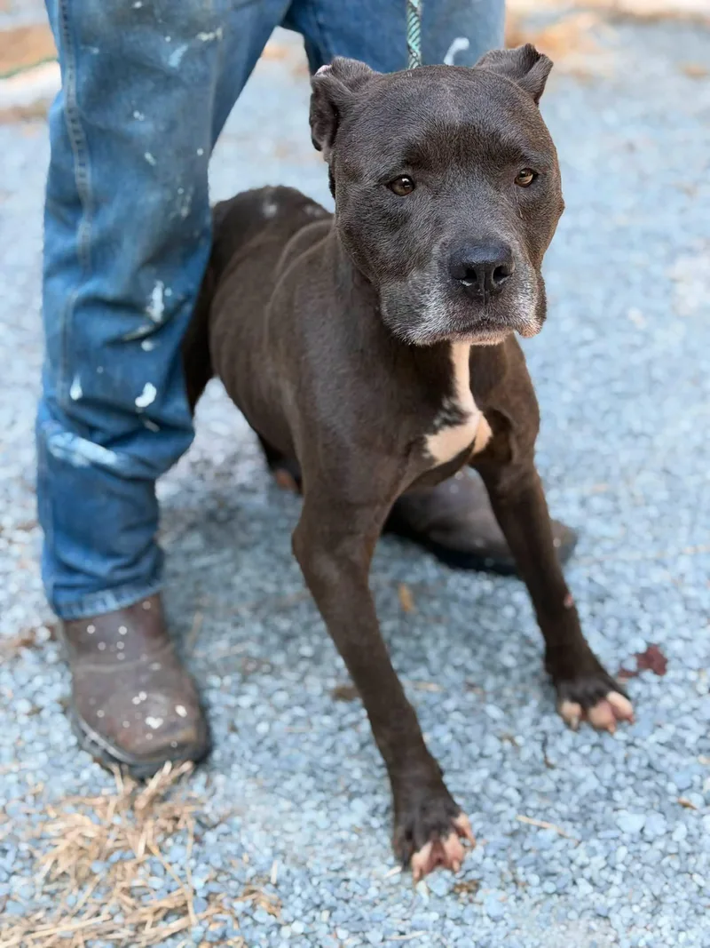 An adult medium-sized female American Staffordshire Terrier dog named Drew for adoption in Elizabethtown, NC