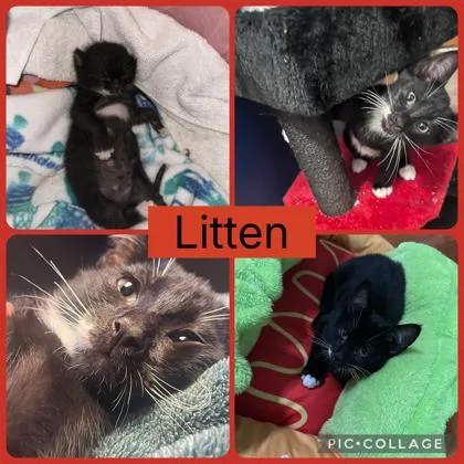 A young small-sized male Domestic Short Hair cat named Litten for adoption in Beatrice, NE