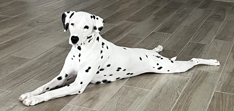 DottieGardena CA