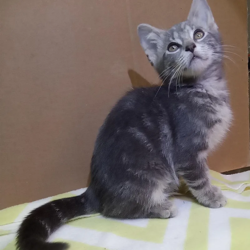 A baby medium-sized female Tabby (Gray / Blue / Silver) Domestic Short Hair cat named Smoke for adoption in Avon, NY